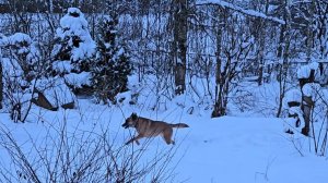 Весёлая погодка, причуды снега и неожиданная новость