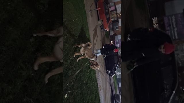 Ребёнок облаял большую собаку! смотреть онлайн