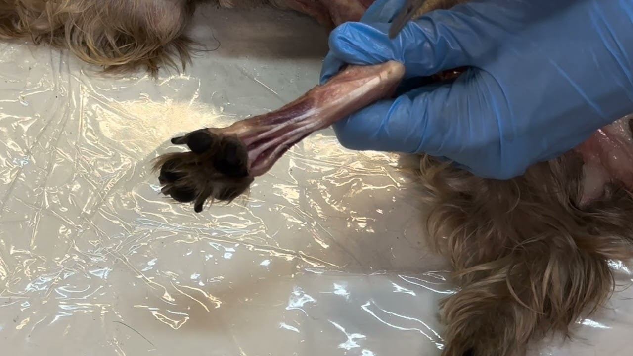 Мышцы действующие на пальцы