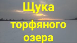 Щука торфяного озера.