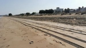 Бегущая цапля