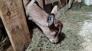 05-01-2026 Суп за 20 минут / фотография/ заготовка сена / сбор яиц.