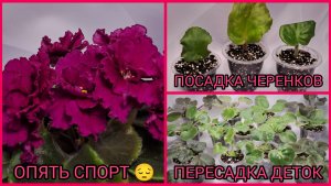 Опять спорт 😔. Посадка черенков. Пересадка деток фиалок.