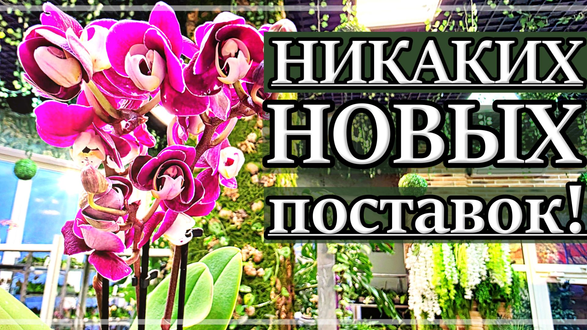 За ОРХИДЕЯМИ в Магазин ZEBOORCHIDS: Смотреть ПУСТЫЕ ПОЛКИ?