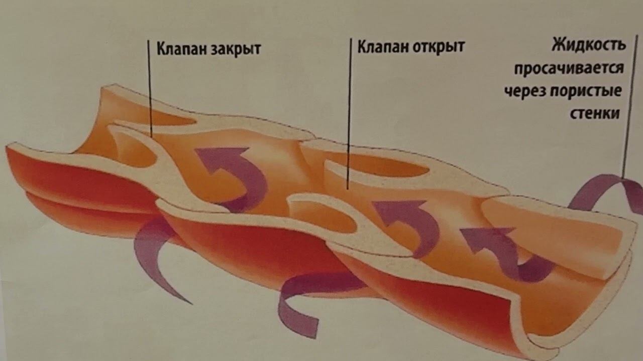 Строение сосудов. Отличия артериальных, венозных и лимфатических сосудов