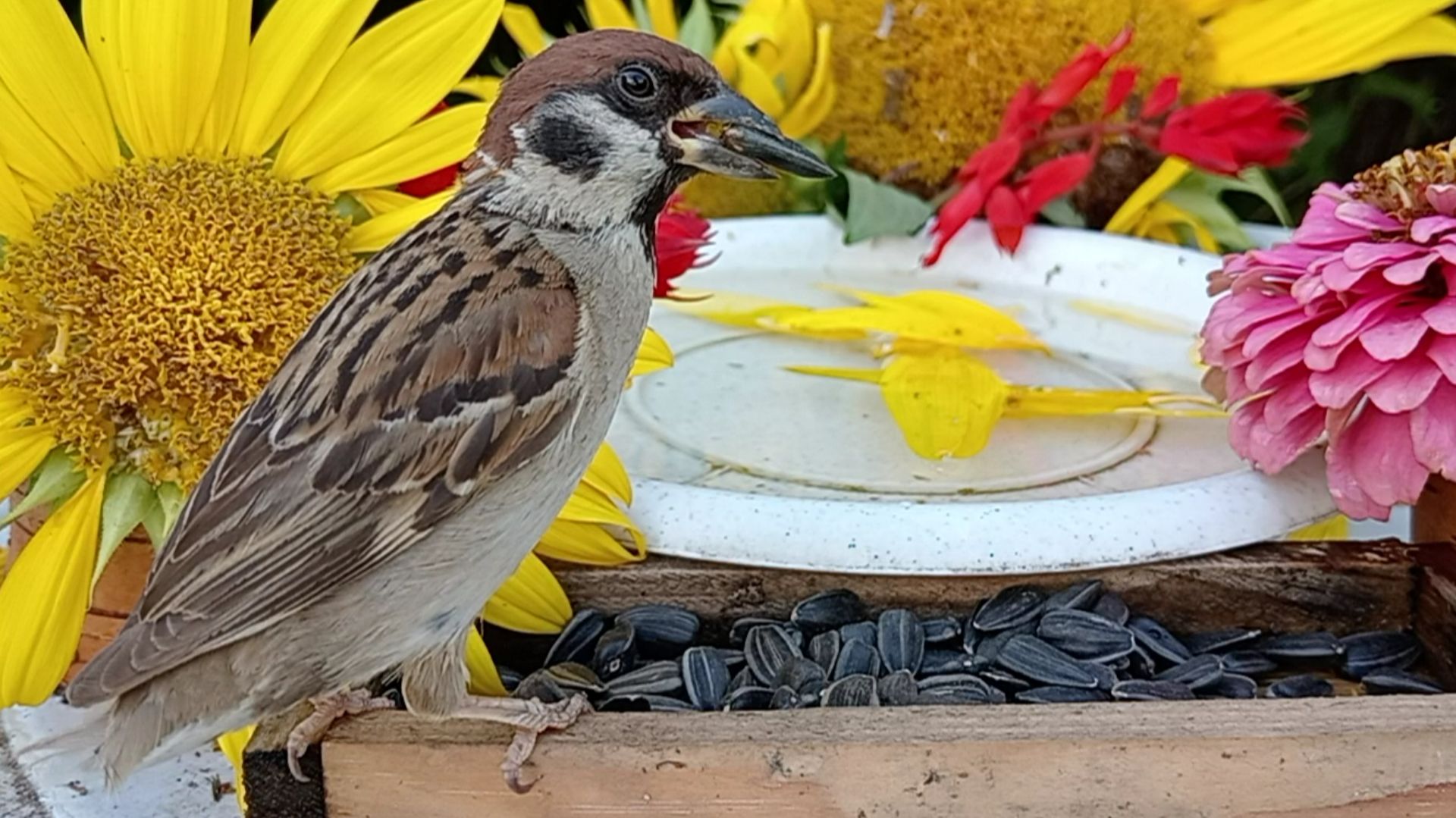 На кормушку прилетели Воробьи и Синички