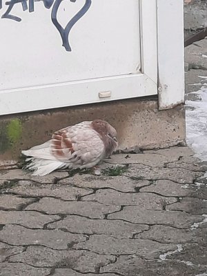 рисую человека