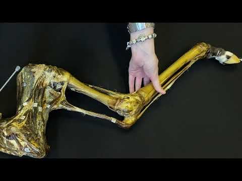 Мышцы тазовой конечности