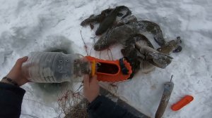 Река Енисей. Ловля налима на перемёт.