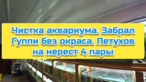 Чистка аквариума. Забрал Гуппи без окраса. Петухов на нерест 4 пары