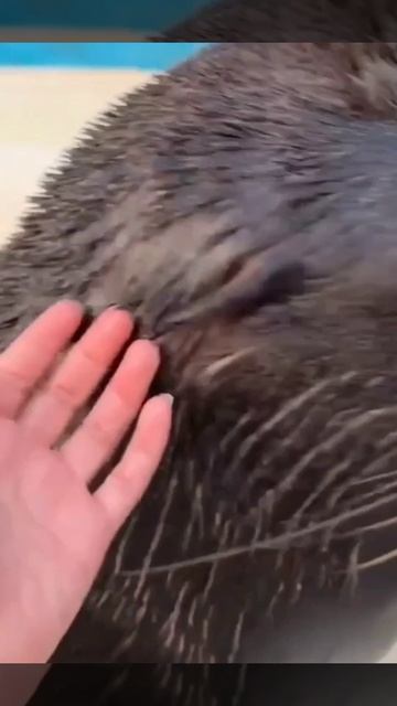 м. котик.mp4 смотреть онлайн