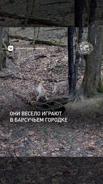 Рысята устроили игры в барсучьем городке в заповеднике «Калужские засеки» #shorts смотреть онлайн