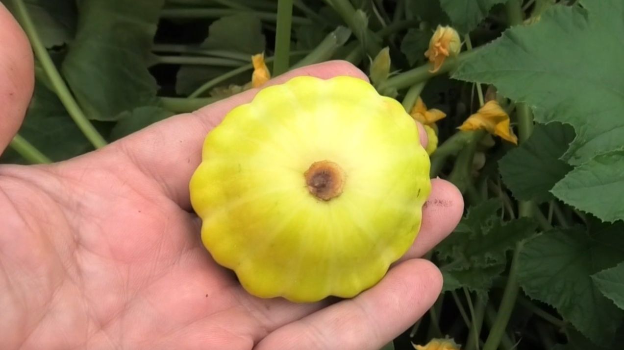 Патиссоны в середине лета, опыт выращивания.