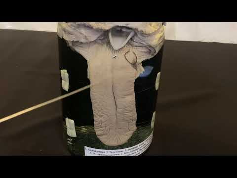 Строение и видовые особенности языка. Бонус - видовые особенности губ