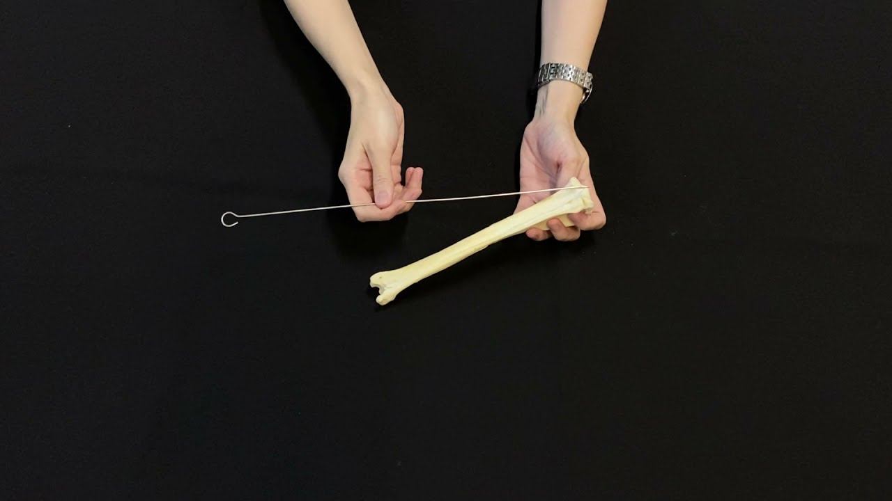 Строение и видовые особенности голени