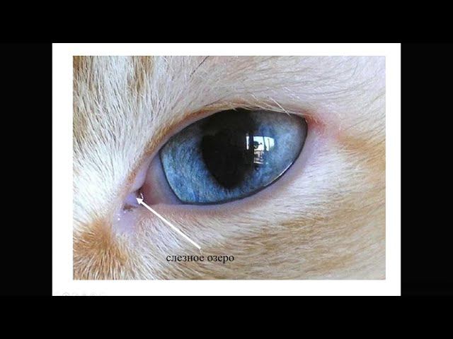 Защитные и вспомогательные органы глаза