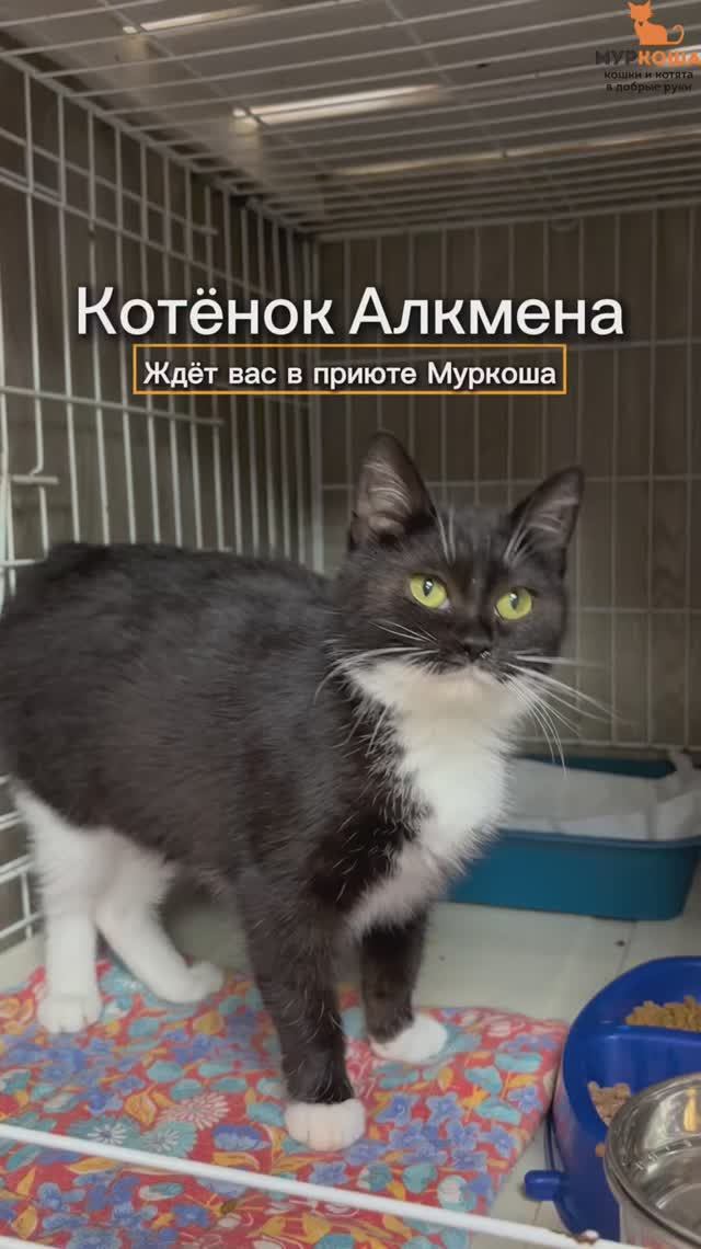 Алкмена ждёт вас в приюте #Муркоша смотреть онлайн