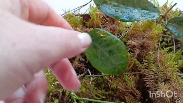 Прошла неделя смотрите какие корни выросли у черенков хой  Во мху 🤗🌿🌿
Ну красота же.... #хойя смотреть онлайн