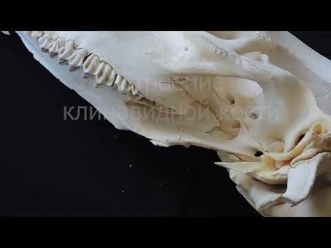 Строение клиновидной кости черепа КРС