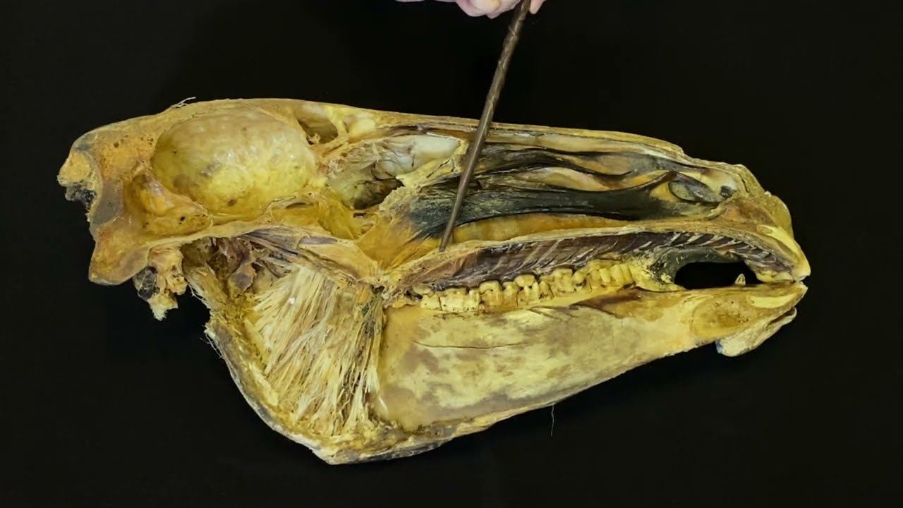 Строение носа и носовой полости