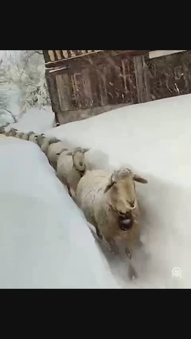 Белая зима началась 😅 👍 смотреть онлайн