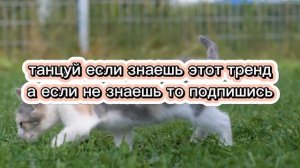 танцуй если знаешь этот тренд💛💖🎄