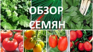 Обзор семян томатов и сельдерея, сроки посева.