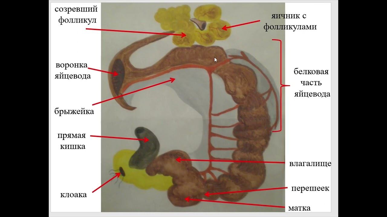 Особенности органов размножения самок птиц