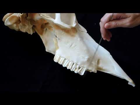 Строение верхней челюсти КРС