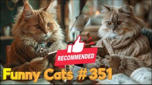 Смешные коты #351