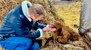 Мы идем к грозным зебу,а тут снова ЧУДО РОЖДЕНИЯ!Теленочек замычал-я думала они нас НА РОГА ПОДНИМУТ