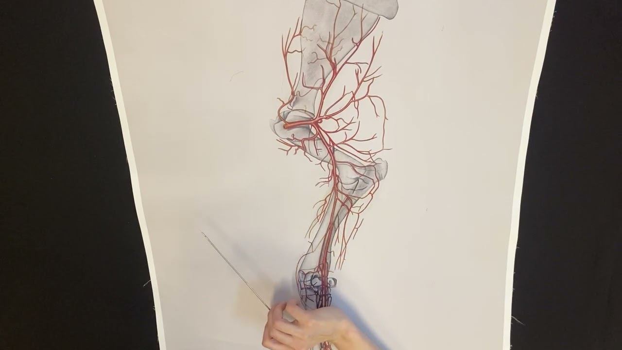 Артерии грудной конечности