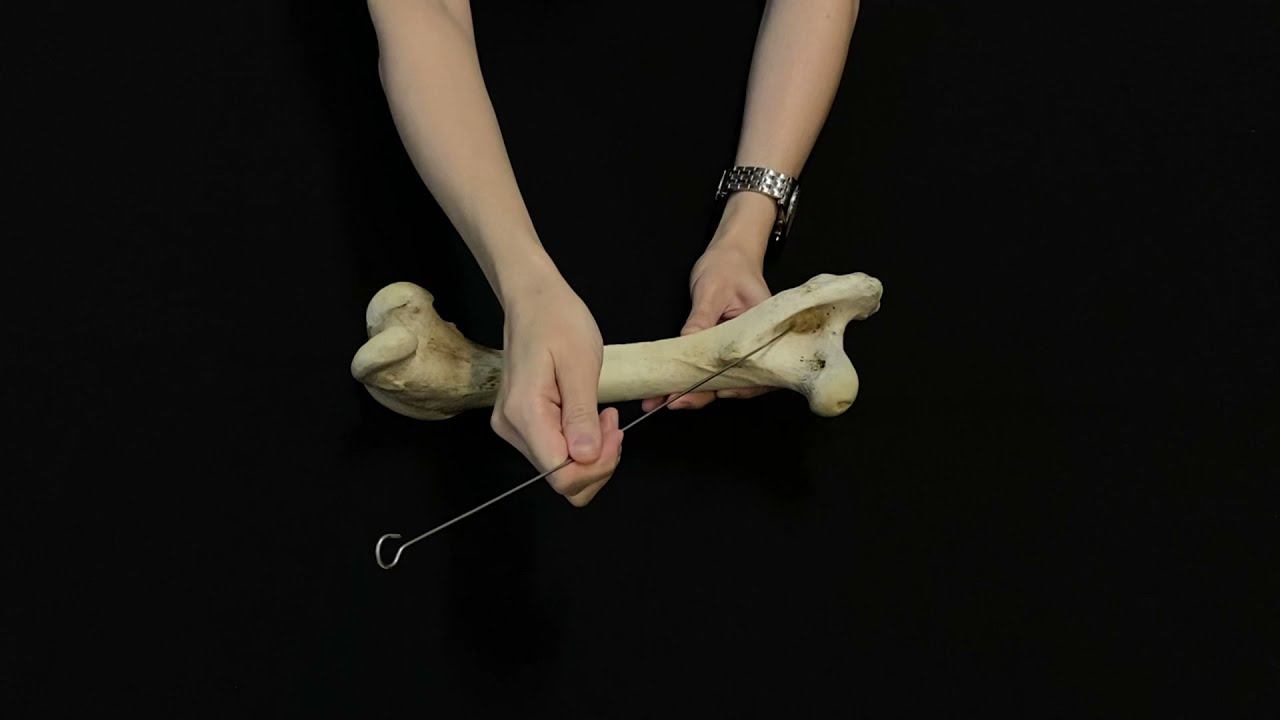 Строение и видовые особенности бедренной кости