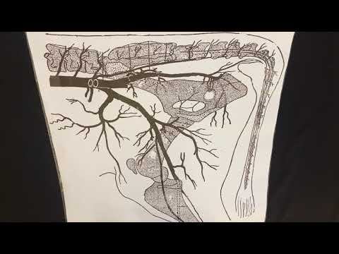 Артерии тазовой конечности