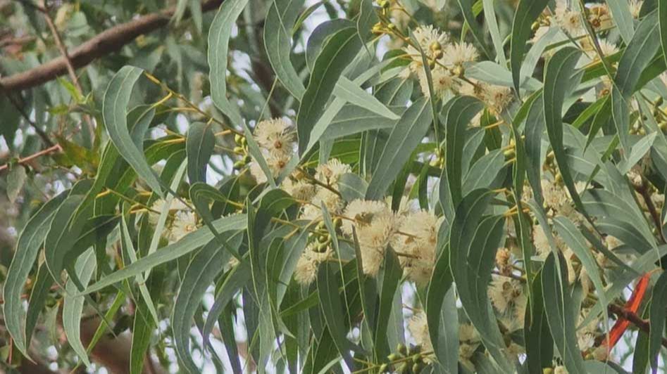 В сочинском “Дендрарии” зацвели эвкалипты смотреть онлайн
