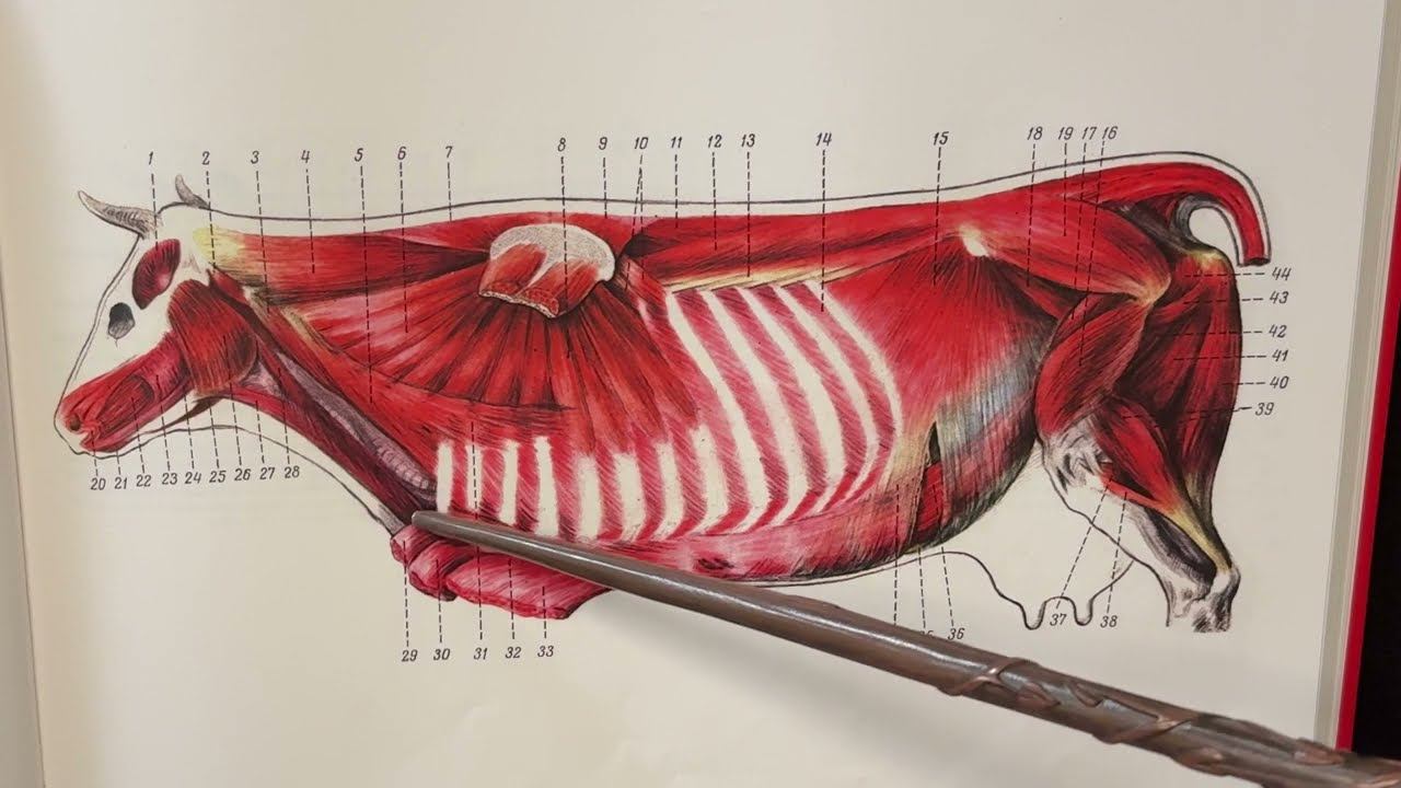 Послойное расположение мышц в области шеи