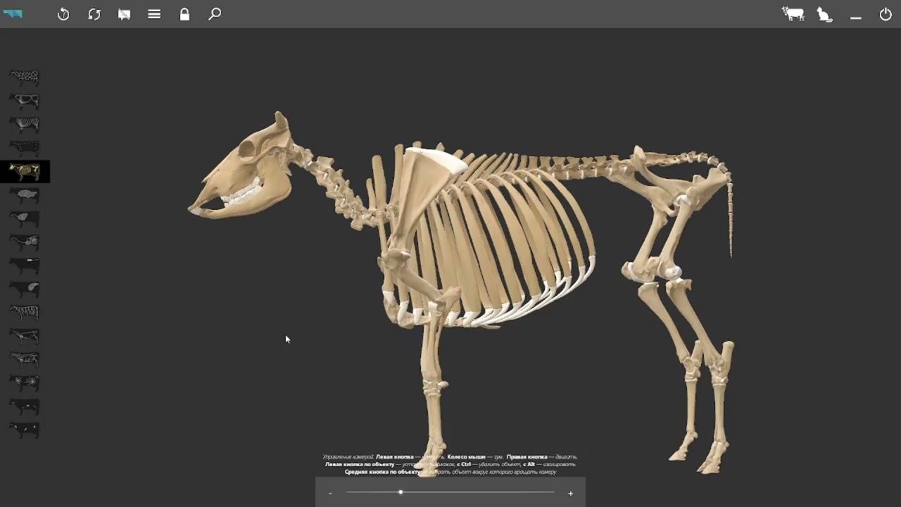 Плоскости и направления на теле животного (3д атлас) #anatomy #veterinary #3danimation