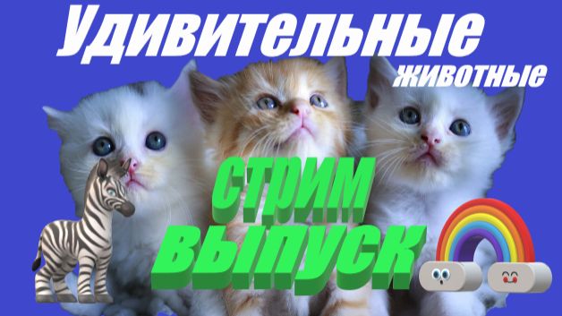 Стрим весёлые котики !!!
