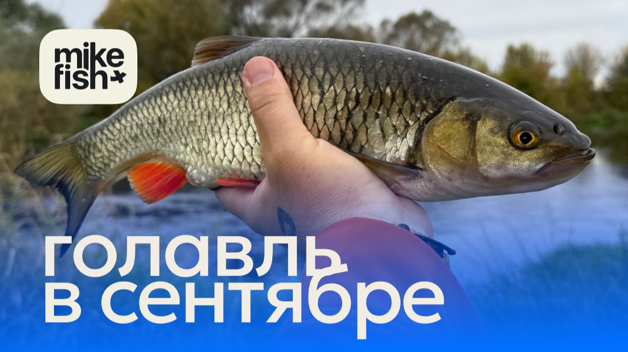 Отличный голавль в конце сентября. Прогулка по незнакомой реке.