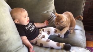 Я РЖАЛ ДО СЛЕЗ 😹 СМЕШНЫЕ КОШКИ И СОБАКИ  СМЕШНЫЕ ЖИВОТНЫЕ 2026 😹 ЛУЧШИЕ ПРИКОЛЫ #41 (1)