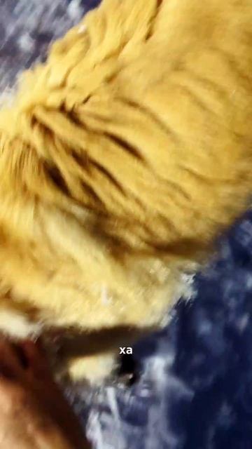 наши верные друзья 🫂 
#собаки #сестрыбашмановы #животные