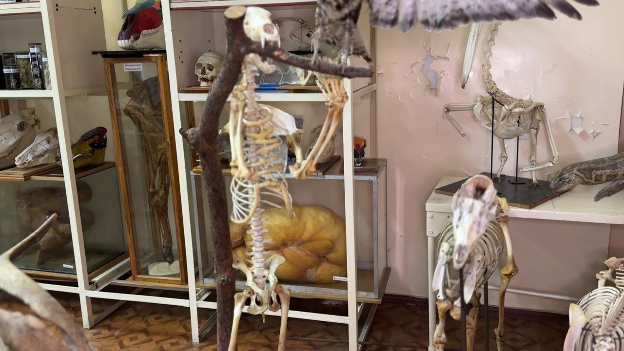 Интересное о медведе)