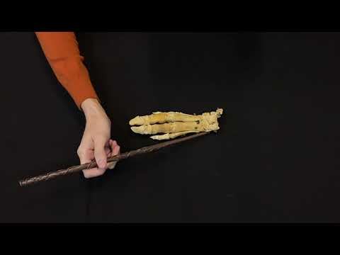 Видовые особенности кистей животных