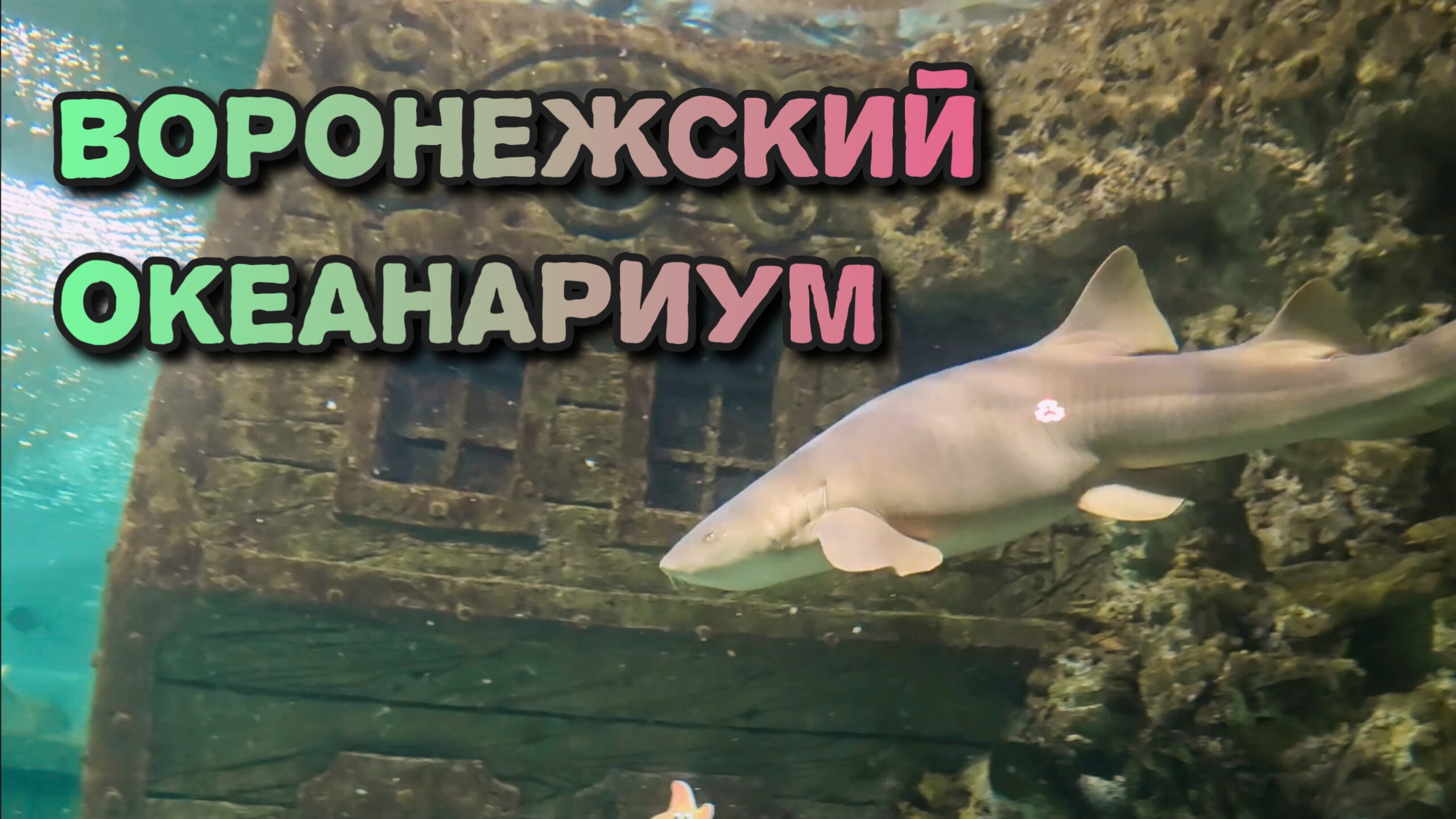 Воронежский океанариум. Акулы, самая ядовитая рыба. 2026. смотреть онлайн