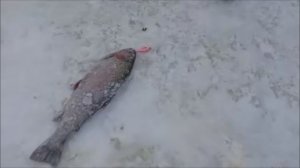 Поимки продолжаются... Клёвое место, Лосиный остров, нижний водоём.