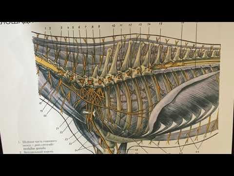 Формирование спинномозгового нерва
