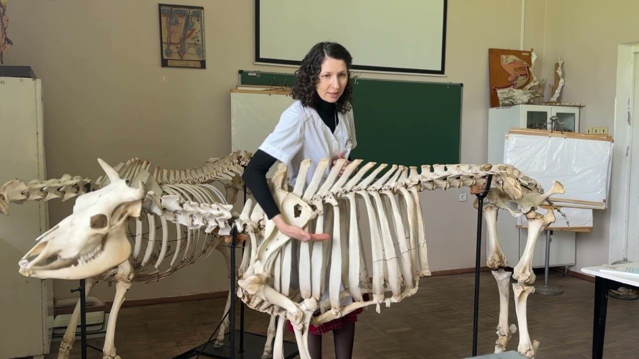 Плоскости и направления на теле животного