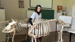 Плоскости и направления на теле животного