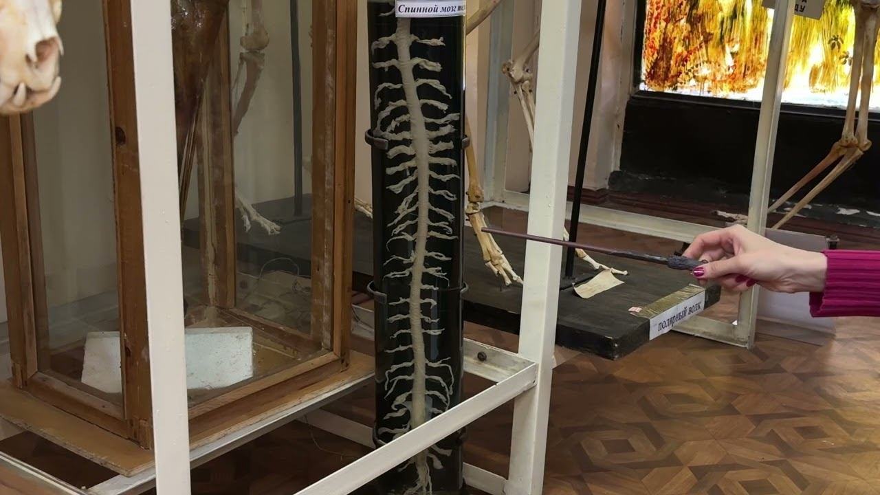 Интересное о спинном мозге  #anatomy #животные #vet #veterinary #biology