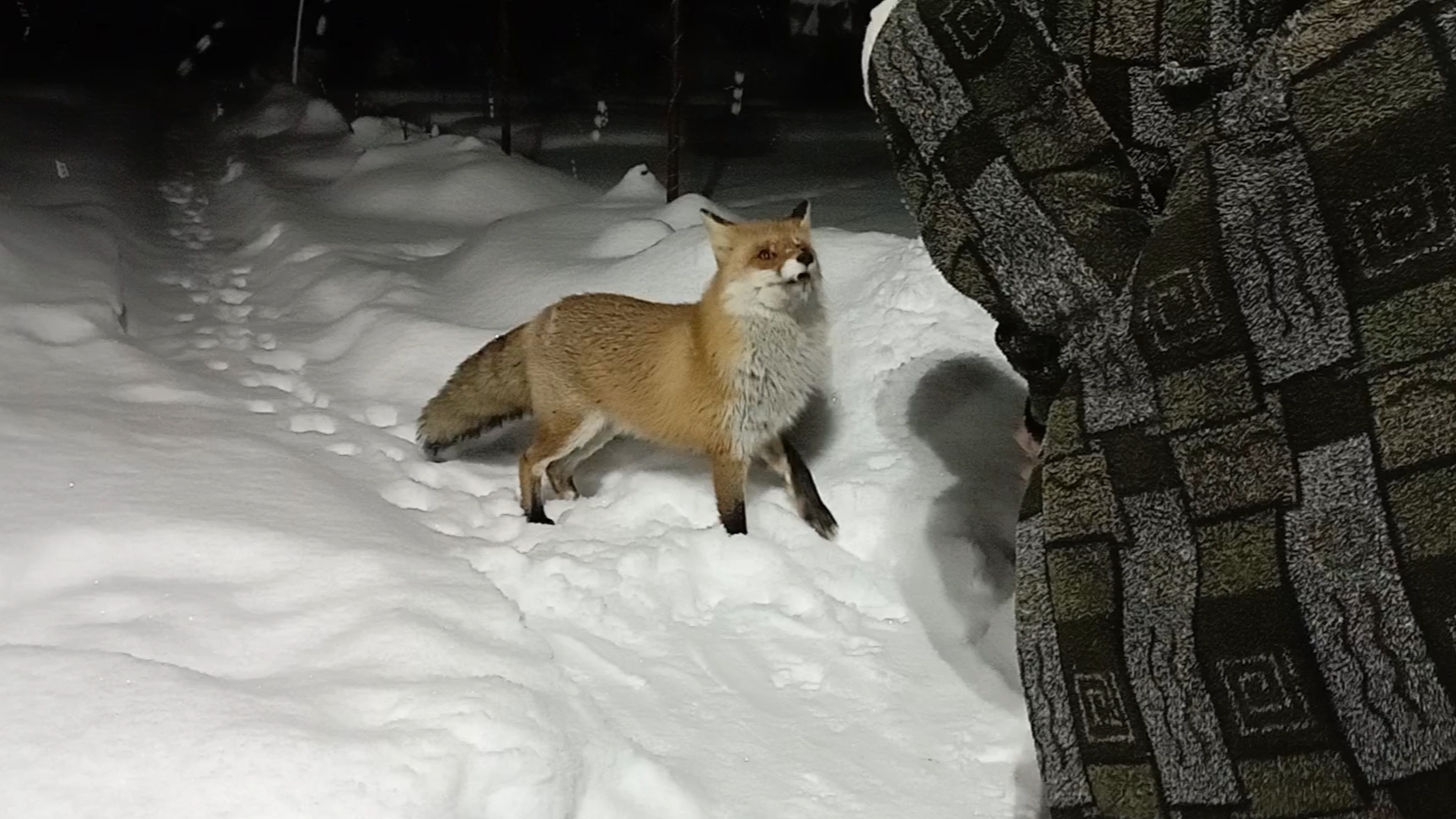 (1214) Лиса приходит в гости. Январь 2026 смотреть онлайн